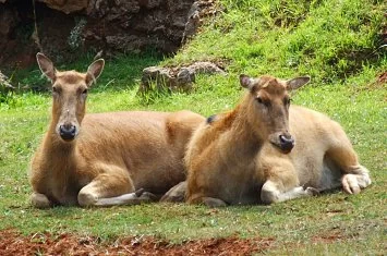 Parque de Cabárceno