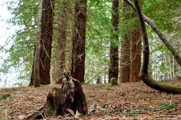 Ruta por el bosque de secuoyas de Cabezón de la Sal