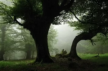 Ruta del Hayal de Aloños