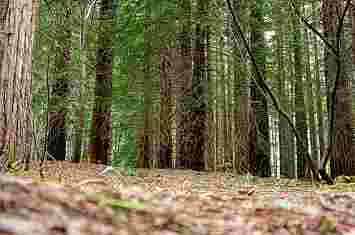 Ruta por el bosque de secuoyas de Cabezón de la Sal
