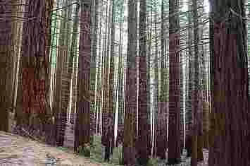 Ruta por el bosque de secuoyas de Cabezón de la Sal