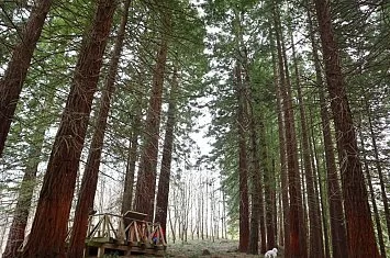 Ruta por el bosque de secuoyas de Cabezón de la Sal