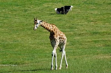 Parque de Cabárceno