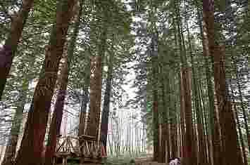 Ruta por el bosque de secuoyas de Cabezón de la Sal