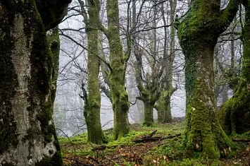 Ruta del Hayal de Aloños