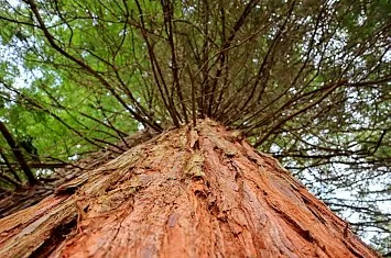 Ruta por el bosque de secuoyas de Cabezón de la Sal