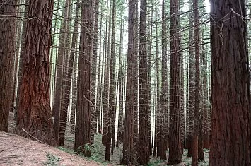 Ruta por el bosque de secuoyas de Cabezón de la Sal