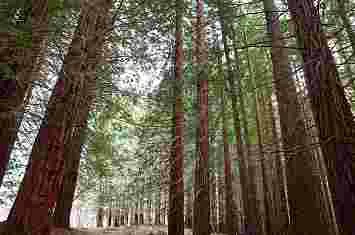 Ruta por el bosque de secuoyas de Cabezón de la Sal